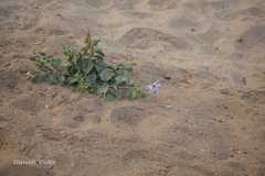 Crotalaria verrucosa
